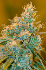 Chocolope seeds