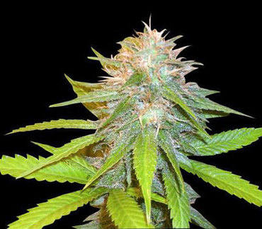 Chronic Haze marijuana seeds