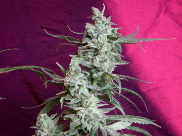 Graines de marijuana Chunky Cheese