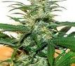 Graines de marijuana Citral