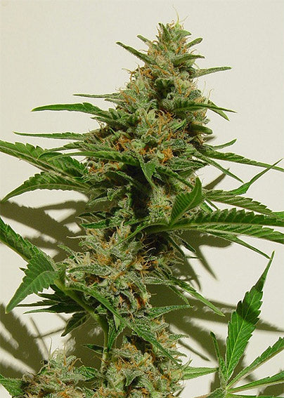 Cloud 9 marijuana seeds