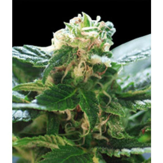 Colombian Santa Marta seeds