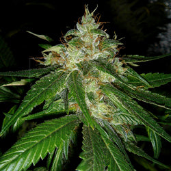 Connie Chung feminized marijuana seeds
