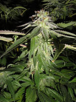 Corleone Kush marijuana seed