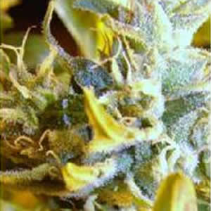 Crystal Blue Persuasion seeds