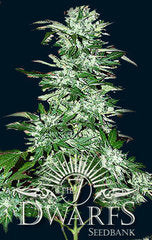 Cyclops marijuana single seeds