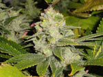 DeadHead Kush seeds OG