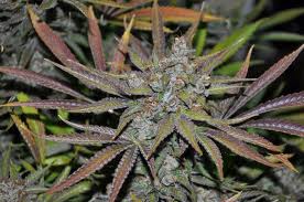 Dieselrella marijuana seeds