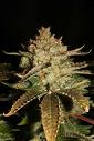 Blueberry