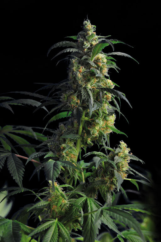 Domina Haze seeds