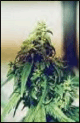 Donkey Dick cannabis seed