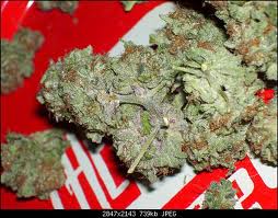 Double Koosh marijuana seeds