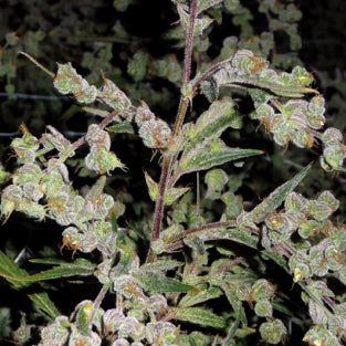 Dr Grinspoon marijuana seeds