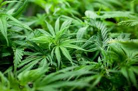 Drifter marijuana seeds
