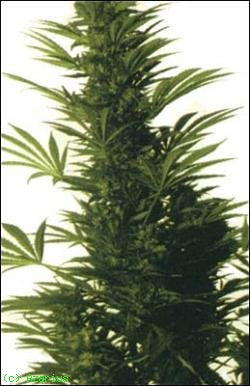 durpan poison x skunk seeds