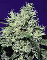 Dutch Dragon feminized