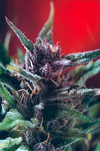Dutch passion Shaman