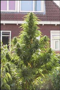 easy sativa
