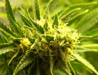 El Queso seeds