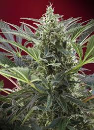 Elite 47 marijuana seeds