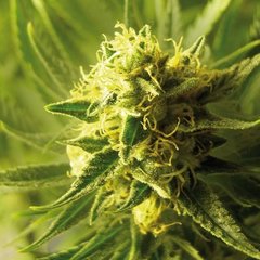 Graines de marijuana Eisbaer