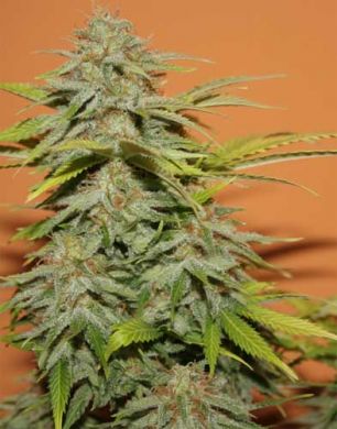 papa's candy seeds feminized