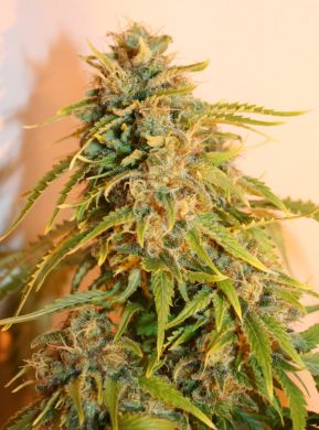 missing seeds marijuana seed
