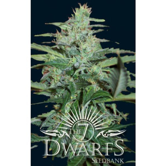 Colossus Auto-flowering Feminised Seeds