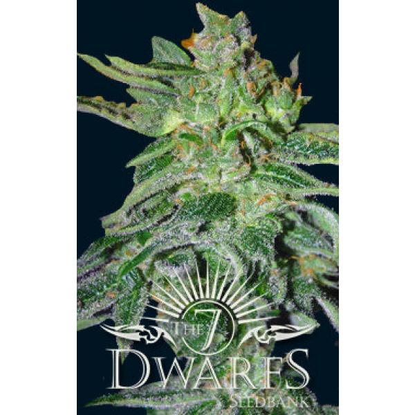 Gigantes all female seed