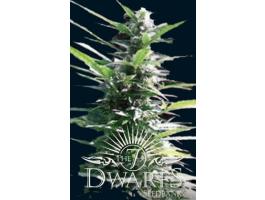 Hercules female seeds