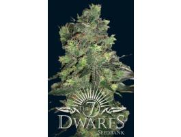 Goliath feminised seeds