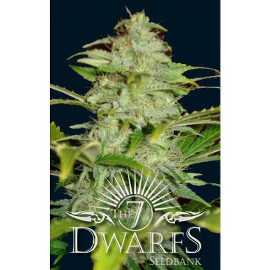 titan auto flowering feminized seeds