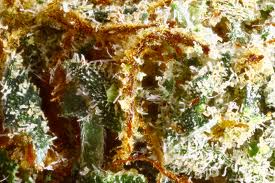 Fire Alien Kush marijuana seeds