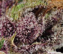 Fire Alien Urkle marijuana seeds