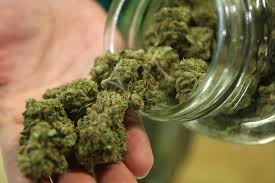 First Star marijuana seeds