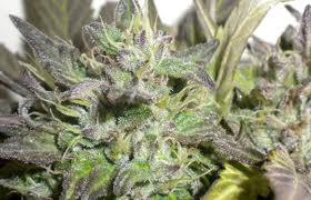 Graines de marijuana Gage Green Flight 813