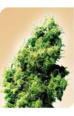 Four Way single seeds
