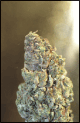 Caboose marijuana seeds