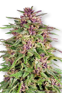 Frisian Dew marijuana seeds