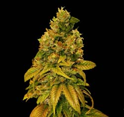 G13 Labs Hash Plant seeds