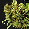 G13 Haze x Citralah