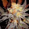 G13 haze x lavender