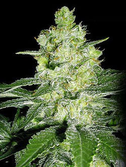 G-13 skunk 1 seeds