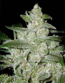 G13 Labs White Widow seeds