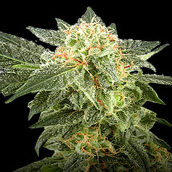 Quicksilver Feminised Autoflowering seeds