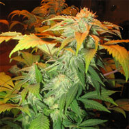 Graine de marijuana Gaffa