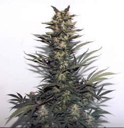 Gaian haze female