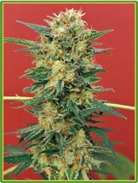 Ganesh marijuana seeds