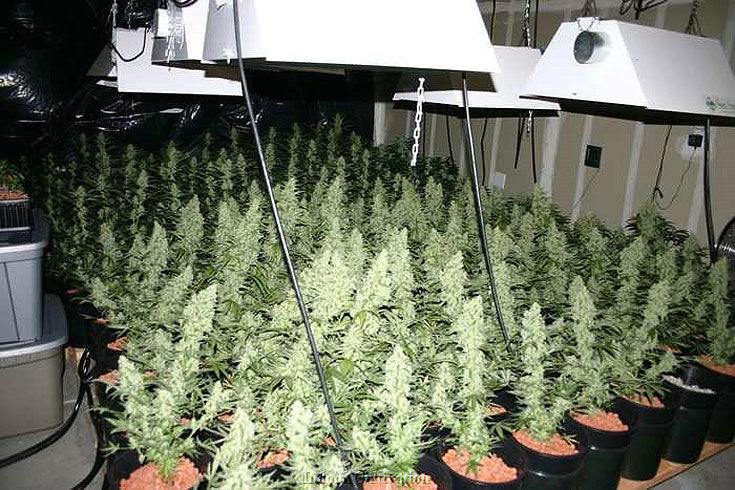 Ganja Dwarf seeds
