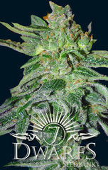 Gigantes feminized single autoflowering